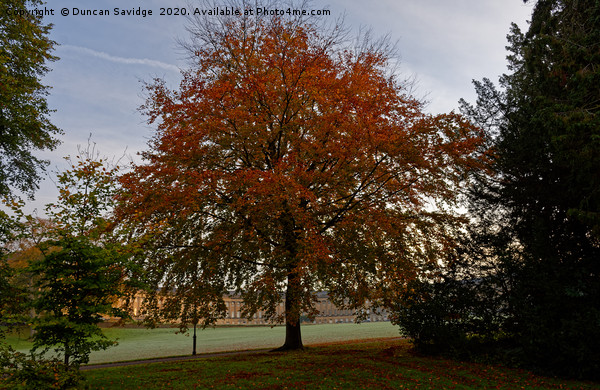 Autumn tree at Bath's Royal Crescent Picture Board by Duncan Savidge