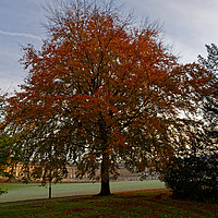 Buy canvas prints of Autumn tree at Bath's Royal Crescent by Duncan Savidge