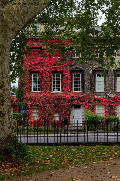 Queens Square, Bath red Ivy Picture Board by Duncan Savidge