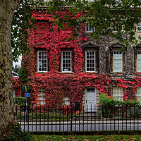 Buy canvas prints of Queens Square, Bath red Ivy by Duncan Savidge