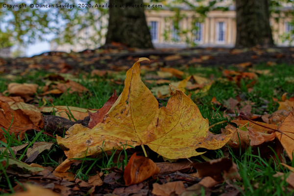 Autumn leaves at the Circus Bath Picture Board by Duncan Savidge