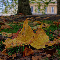 Buy canvas prints of Autumn leaves at the Circus Bath by Duncan Savidge
