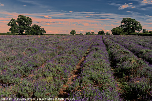 Lavender field in Somerset  Picture Board by Duncan Savidge