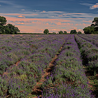 Buy canvas prints of Lavender field in Somerset  by Duncan Savidge