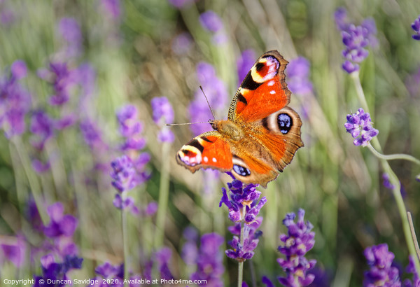 Peacock Butterfly at Somerset Lavender field Picture Board by Duncan Savidge
