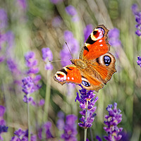 Buy canvas prints of Peacock Butterfly at Somerset Lavender field by Duncan Savidge