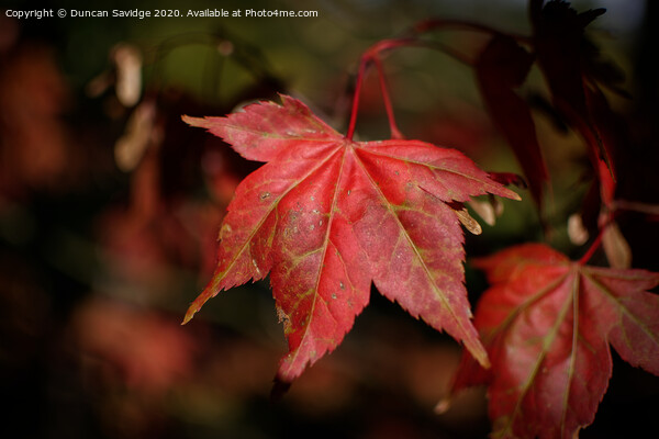 Autumn red Plant leaves Picture Board by Duncan Savidge