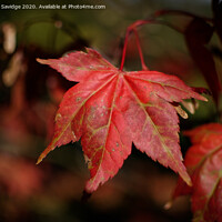 Buy canvas prints of Autumn red Plant leaves by Duncan Savidge