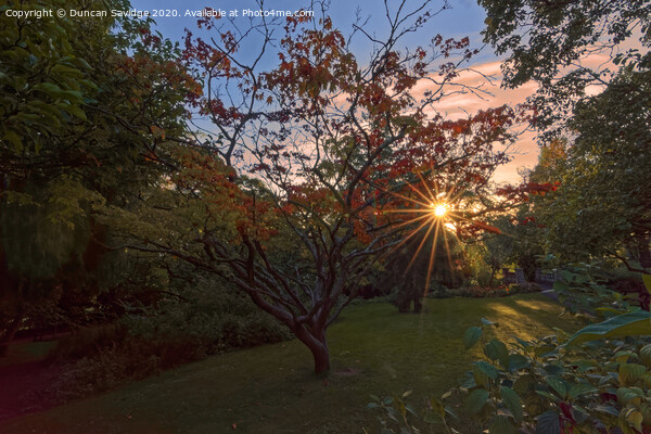 Autumn sun star at Botanical Gardens, Bath Picture Board by Duncan Savidge