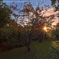 Buy canvas prints of Autumn sun star at Botanical Gardens, Bath by Duncan Savidge