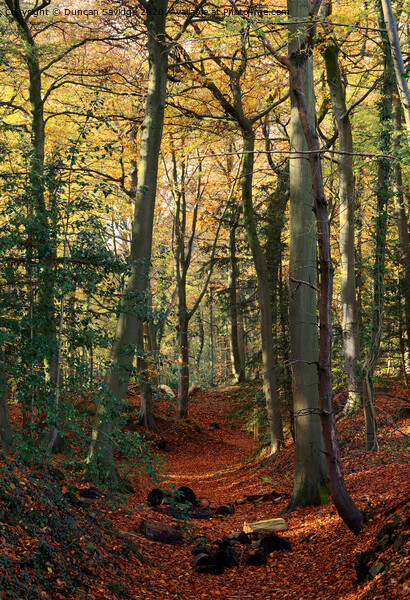 Autumn at Rainbow woods Bath Picture Board by Duncan Savidge
