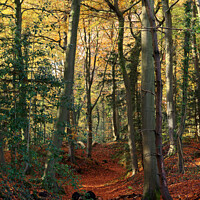 Buy canvas prints of Autumn at Rainbow woods Bath by Duncan Savidge