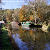 Buy canvas prints of Autumn swans enjoying the canal by Duncan Savidge