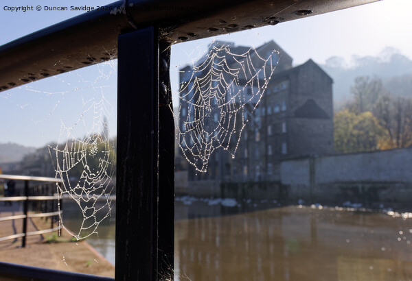 Misty Autumn spider web along the River Avon Bath Picture Board by Duncan Savidge