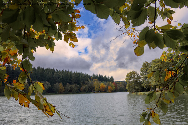 Autumn at Shearwater Lake Longleat  Picture Board by Duncan Savidge