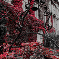 Buy canvas prints of Autumn at Queens Square Bath as the Ivy turns red  by Duncan Savidge