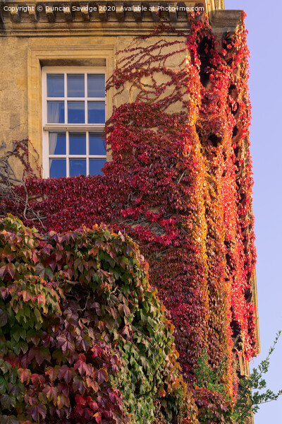 Autumn at Queens Square Bath as the Ivy turns red close up Picture Board by Duncan Savidge