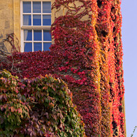Buy canvas prints of Autumn at Queens Square Bath as the Ivy turns red close up by Duncan Savidge