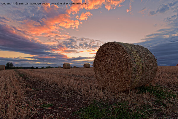 Harvest / hay bale sunset Picture Board by Duncan Savidge