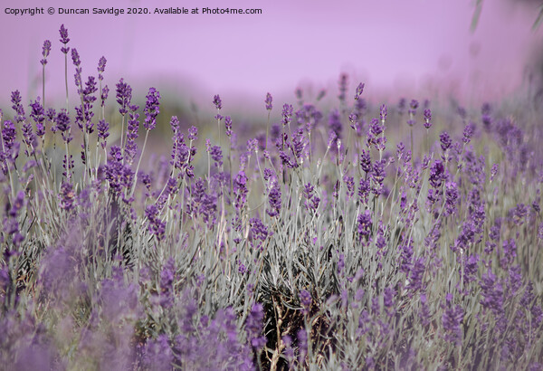 Artistic Lavender in somerset  Picture Board by Duncan Savidge