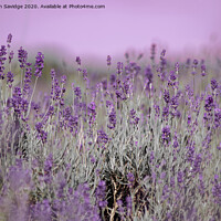 Buy canvas prints of Artistic Lavender in somerset  by Duncan Savidge