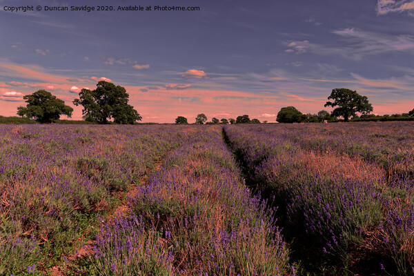sunset at Somerset Lavender farm Picture Board by Duncan Savidge
