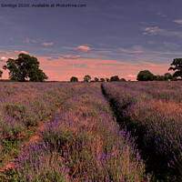 Buy canvas prints of sunset at Somerset Lavender farm by Duncan Savidge