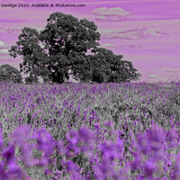 Buy canvas prints of Artistic lavender farm by Duncan Savidge