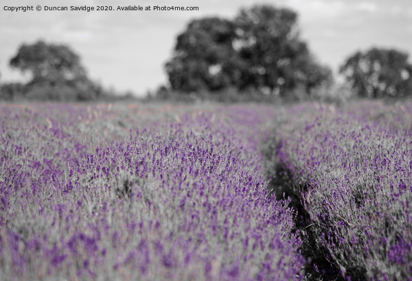 Artistic lavender farm Picture Board by Duncan Savidge