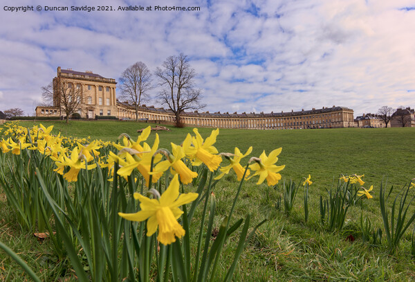 Bath Royal Crescent spring daffodils  Picture Board by Duncan Savidge