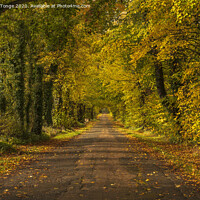 Buy canvas prints of Autumn Driveway by Michael Tonge