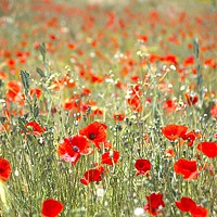 Buy canvas prints of Poppies by John Robertson