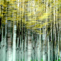 Buy canvas prints of Trees by John Robertson