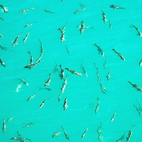 Buy canvas prints of Fish at Lake Bermejales, nr. Alhama de Granada by John Robertson