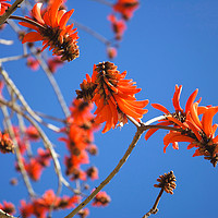 Buy canvas prints of Common Coral Tree                                  by John Robertson