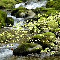 Buy canvas prints of Spring at Stockghyll Ambleside by John Robertson