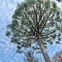Buy canvas prints of Umbrella Pine, Italy by John Robertson