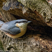 Buy canvas prints of A Nesting Nuthatch by Adrian Rowley