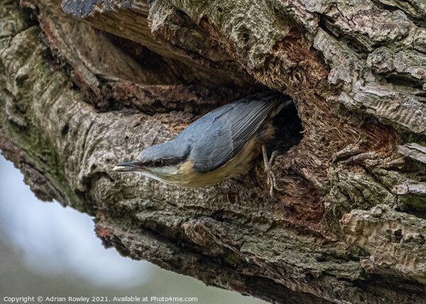 A Nesting Nuthatch Picture Board by Adrian Rowley