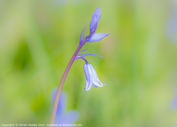 Bluebell soft focus Picture Board by Adrian Rowley