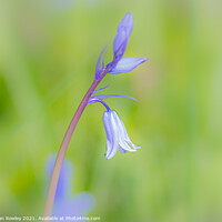 Buy canvas prints of Bluebell soft focus by Adrian Rowley