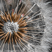 Buy canvas prints of Dandelion Abstract by Adrian Rowley