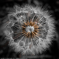 Buy canvas prints of Dandelion Abstract 1x1 by Adrian Rowley