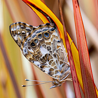 Buy canvas prints of Painted Lady by Adrian Rowley