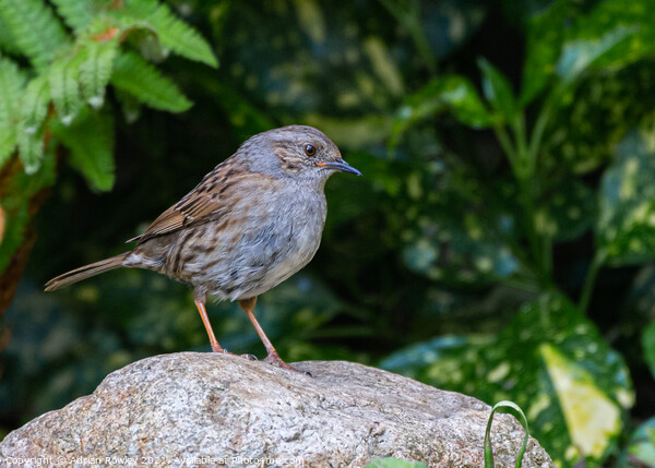 Dunnock Picture Board by Adrian Rowley