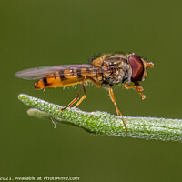 Buy canvas prints of Hoverfly by Adrian Rowley