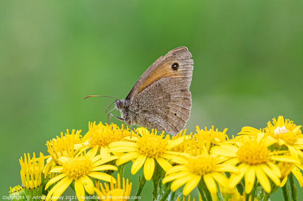Meadow Brown Butterfly Picture Board by Adrian Rowley