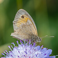 Buy canvas prints of Meadow Brown Butterfly by Adrian Rowley