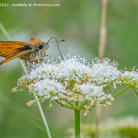 Buy canvas prints of Small Skipper by Adrian Rowley