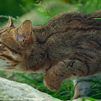 Buy canvas prints of Sri Lankan Rusty Spotted Cat by Adrian Rowley